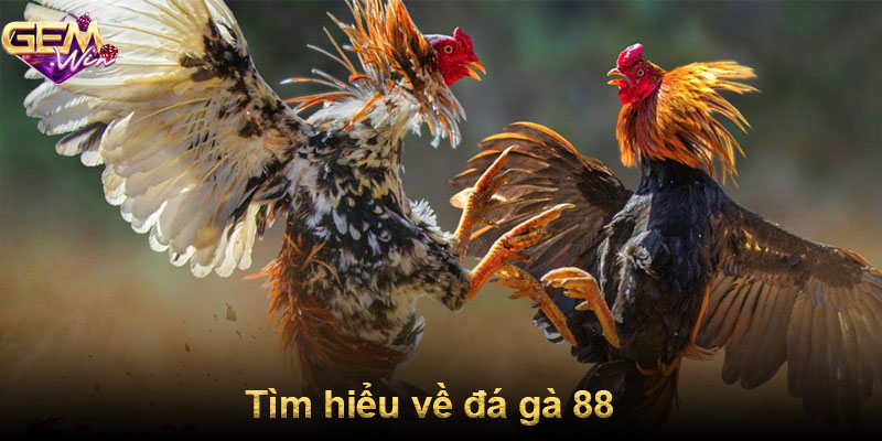 Tìm hiểu về đá gà 88