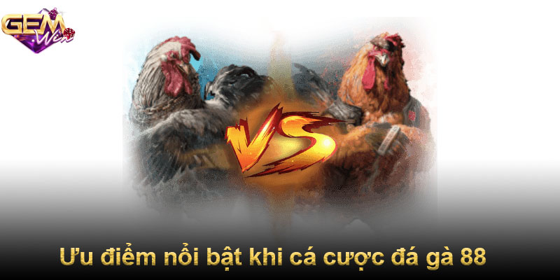 Ưu điểm nổi bật khi cá cược đá gà 88