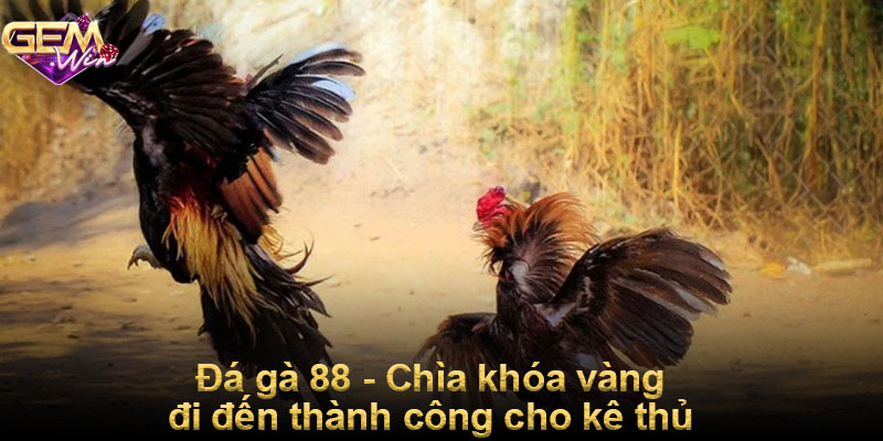 Đá gà 88 - Chìa khóa vàng đi đến thành công cho kê thủ