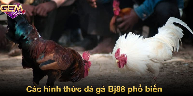 Các hình thức đá gà Bj88 phổ biến