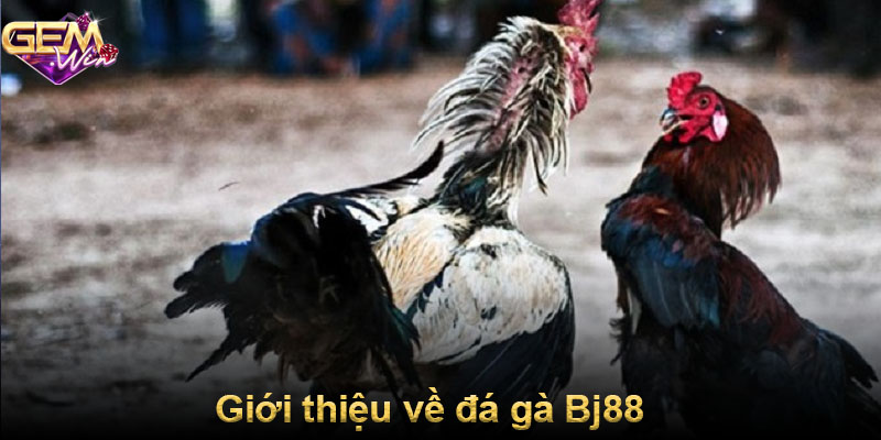 Giới thiệu về đá gà Bj88