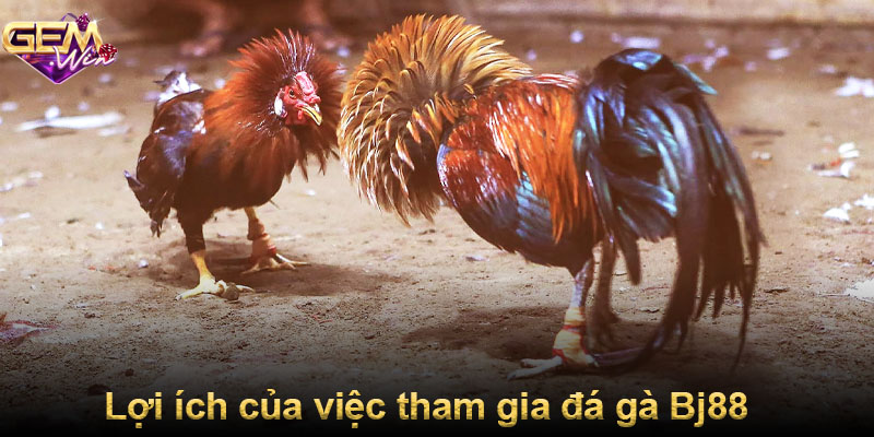 Lợi ích của việc tham gia đá gà Bj88