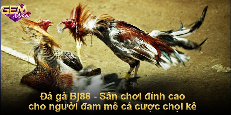 Đá gà Bj88 - Sân chơi đỉnh cao cho người đam mê chọi kê