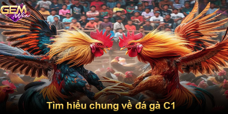 Tìm hiểu chung về đá gà C1