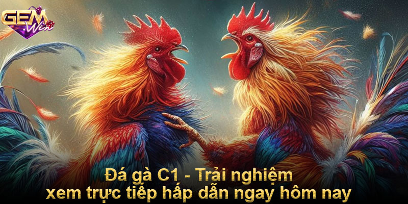 Đá gà C1 - Trải nghiệm xem trực tiếp hấp dẫn ngay hôm nay