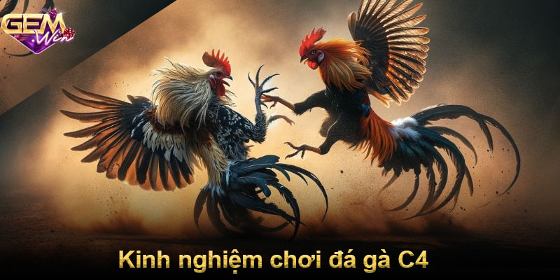 Kinh nghiệm chơi đá gà C4