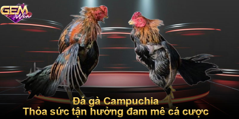 Đá gà Campuchia - Thỏa sức tận hưởng đam mê cá cược