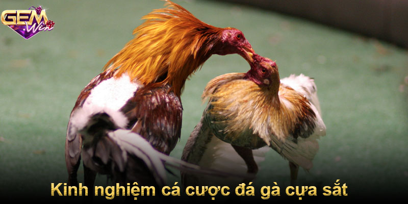 Kinh nghiệm cá cược đá gà cựa sắt