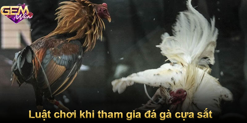 Luật chơi khi tham gia đá gà cựa sắt
