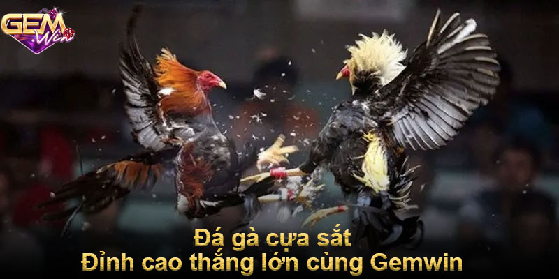 Đá gà cựa sắt - Đỉnh cao thắng lớn cùng Gemwin