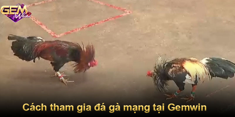 Cách tham gia đá gà mạng tại Gemwin