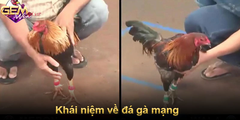 Khái niệm về đá gà mạng