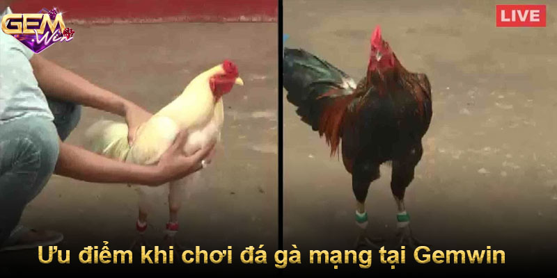 Ưu điểm khi chơi đá gà mạng tại Gemwin