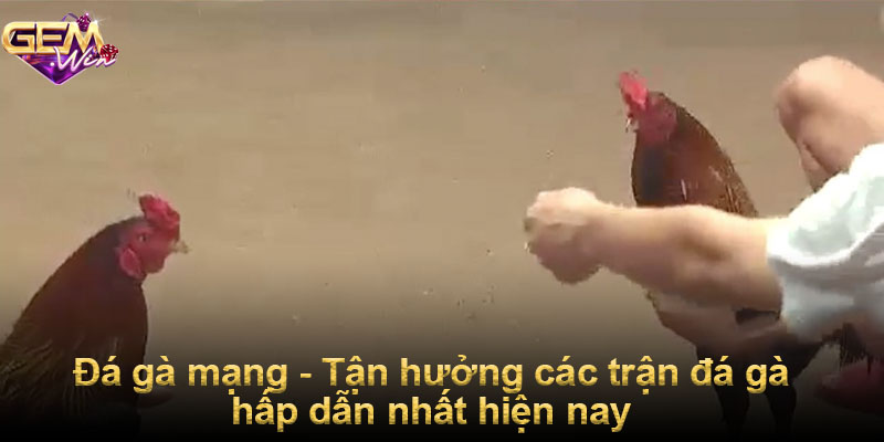 Đá gà mạng - Tận hưởng các trận đá gà hấp dẫn nhất hiện nay