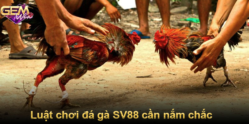 Luật chơi đá gà SV88 cần nắm chắc