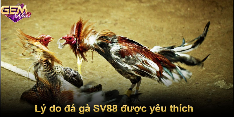 Lý do đá gà SV88 được yêu thích