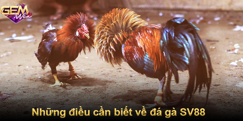 Những điều cần biết về đá gà SV88