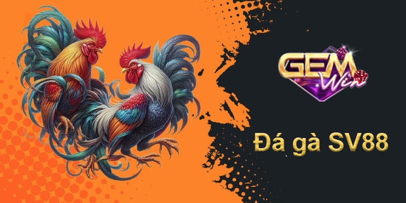 Đá gà SV88 - Trải nghiệm sân chơi đẳng cấp cho người đam mê