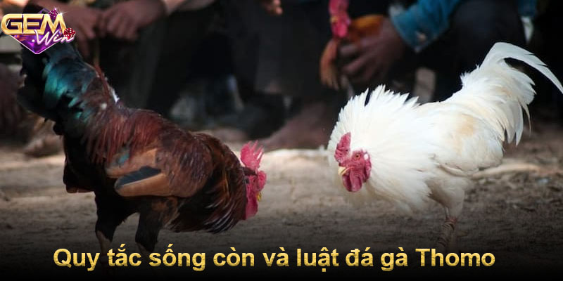 Quy tắc sống còn và luật đá gà Thomo