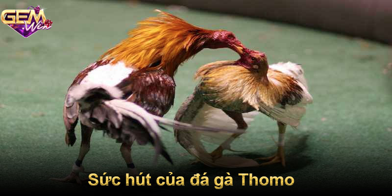 Sức hút của đá gà Thomo