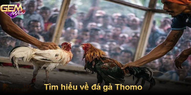 Tìm hiểu về đá gà Thomo