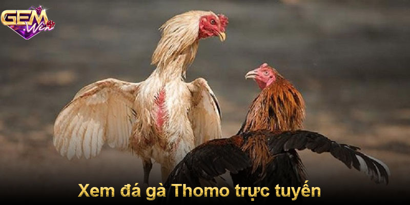 Xem đá gà Thomo trực tuyến