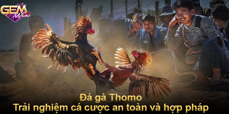 Đá gà Thomo - Trải nghiệm cá cược an toàn và hợp pháp