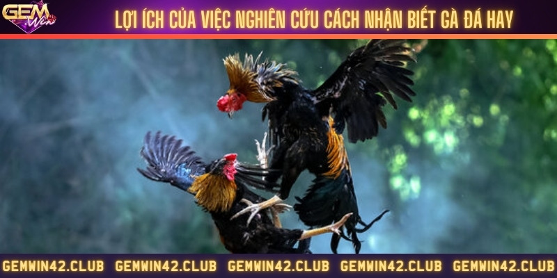 Vì sao cần nhận biết gà chọi hay