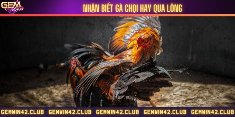 Dấu hiệu nhận biết gà đá tốt thông qua lông
