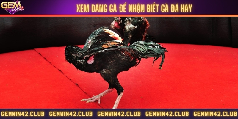 Theo dõi dáng gà để nhận biết gà tốt