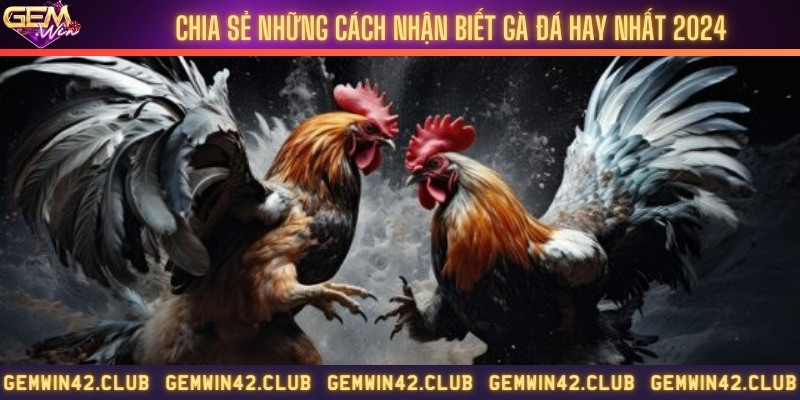 Chia sẻ những cách nhận biết gà đá hay nhất 2024