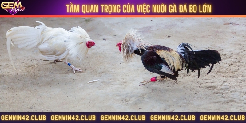 Tìm hiểu việc nuôi gà đá bo lớn
