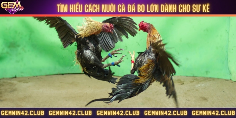 4 cách nuôi được các sư kê truyền lại