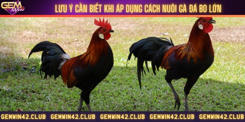 Lưu ý quan trọng khi nuôi gà đá bo lớn