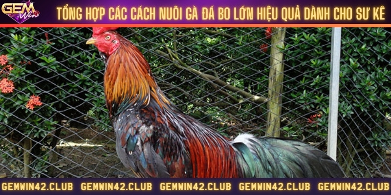 Tổng hợp các cách nuôi gà đá bo lớn hiệu quả dành cho sư kê