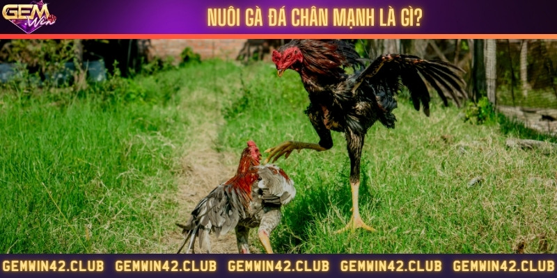 Nuôi gà đá đúng cách giúp việc thi đấu dễ dàng