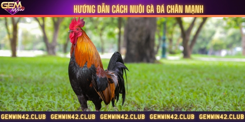 Áp dụng chế độ dinh dưỡng giúp gà phát triển tốt