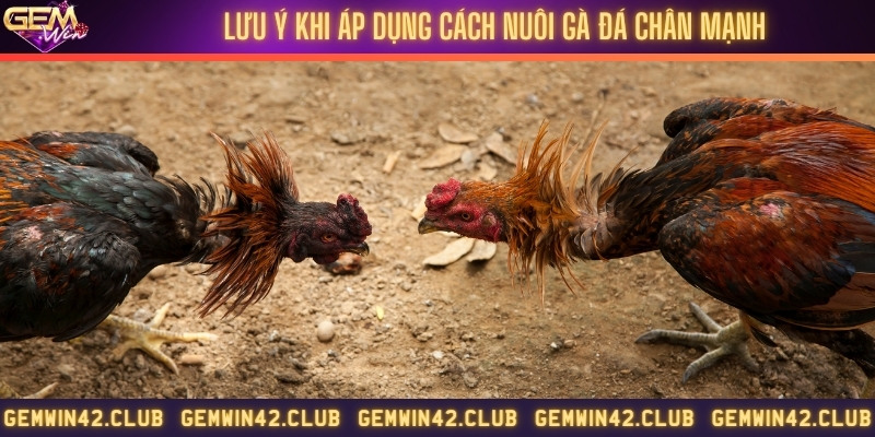 Lưu ý quan trọng khi nuôi gà đá