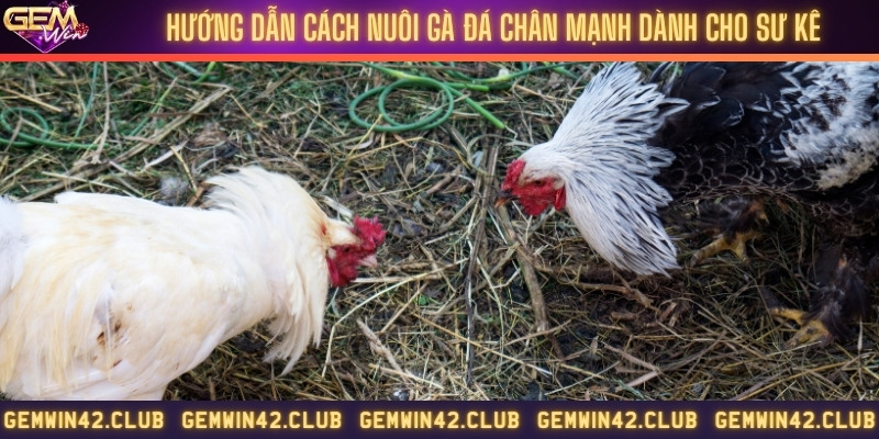 Hướng dẫn cách nuôi gà đá chân mạnh dành cho sư kê 