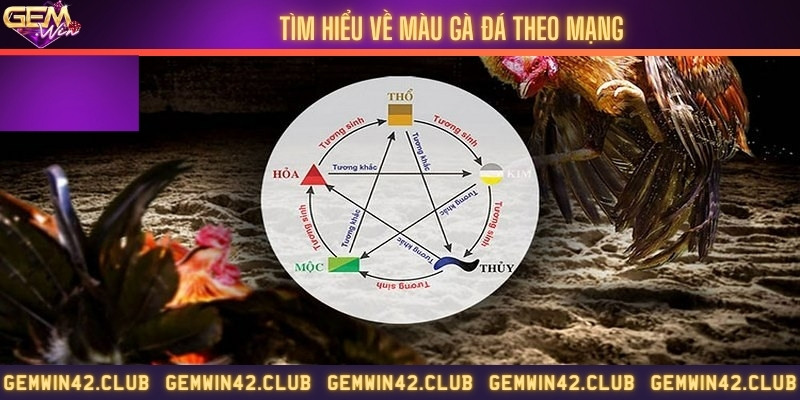 Cách xem màu mạng gà đá theo ngày dựa vào phong thủy