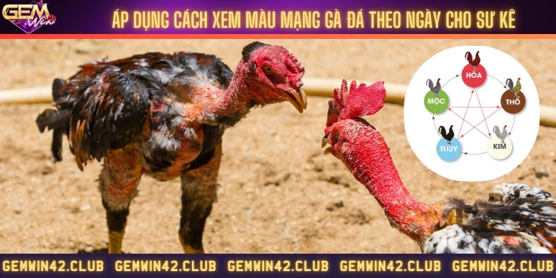 Cách xem màu mạng gà đá theo ngày cho người mệnh Mộc