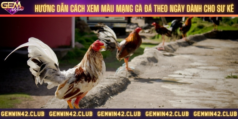 Hướng dẫn cách xem màu mạng gà đá theo ngày dành cho sư kê