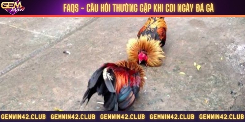 Những câu hỏi về coi ngày đá gà được trả lời chi tiết