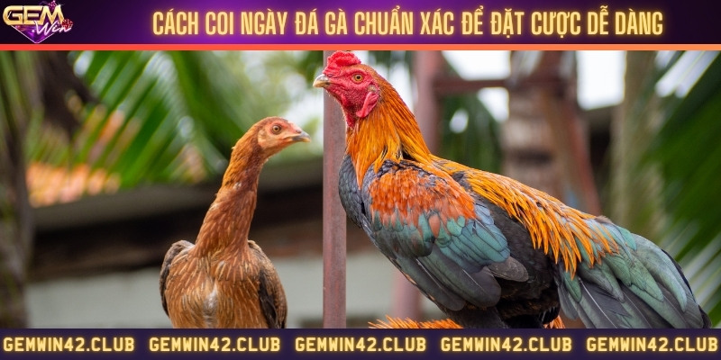 Cách coi ngày đá gà chuẩn xác để đặt cược dễ dàng