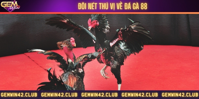 Thông tin hữu ích liên quan đá gà 88