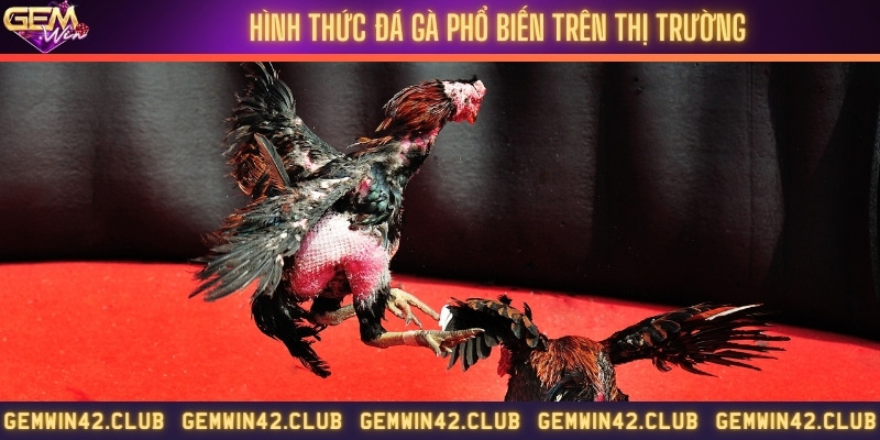 Review một số hình thức đá gà phổ biến