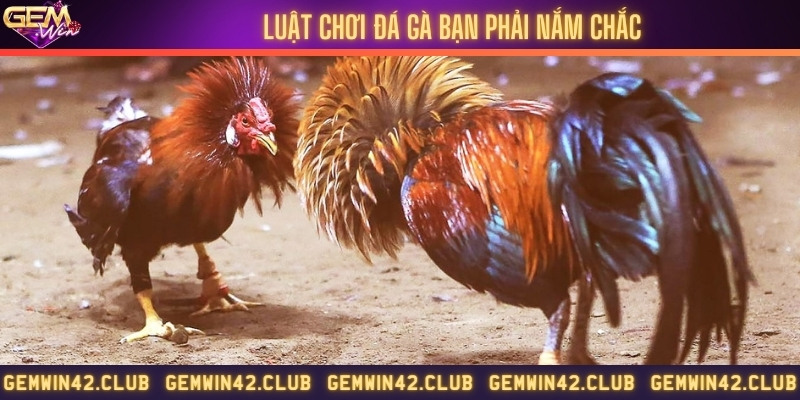 Nắm rõ luật chơi và quy định trong đá gà