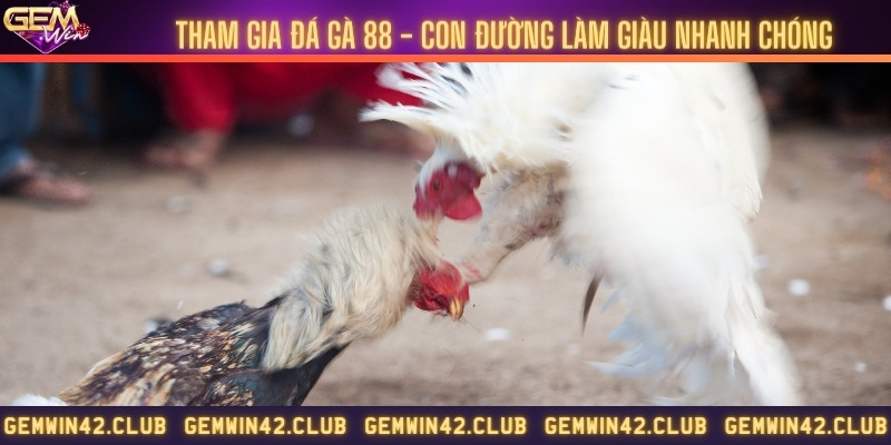 Tham gia đá gà 88 - Con đường làm giàu nhanh chóng