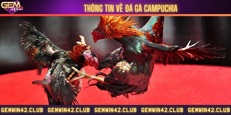 Campuchia nơi hội tụ những trận đá gà đỉnh cao