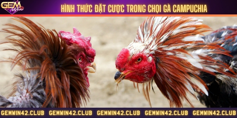 Đặt cược đá gà trên hệ thống Gemwin